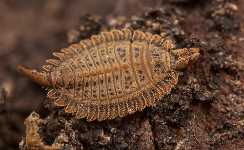 Texas Beetle