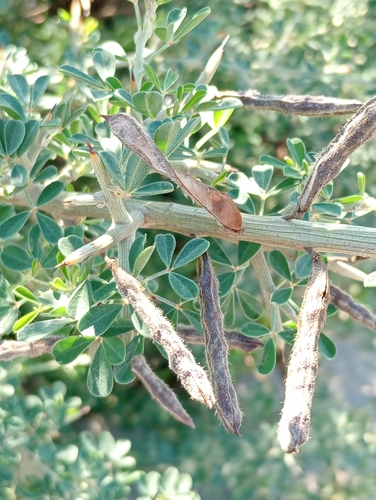 Avistamiento Calicotome villosa