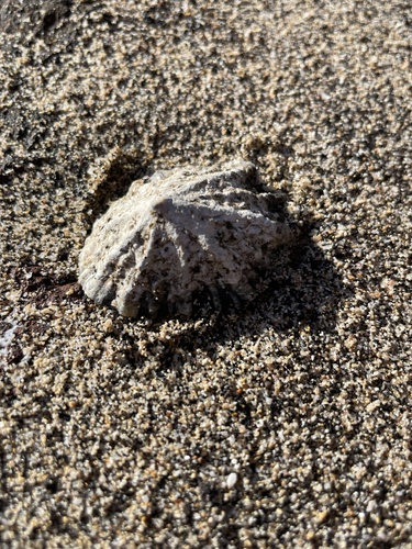 Patella ordinaria