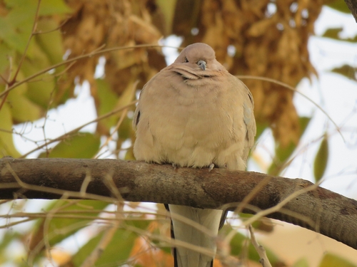 Laughing Dove