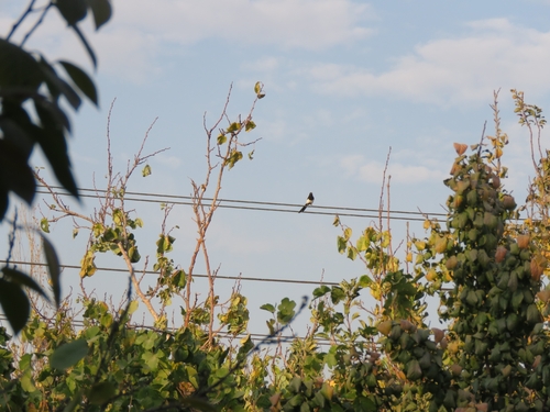 Eurasian Magpie
