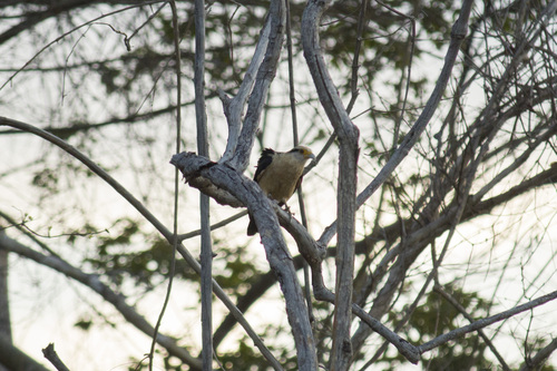 Yellow-headed Caracara