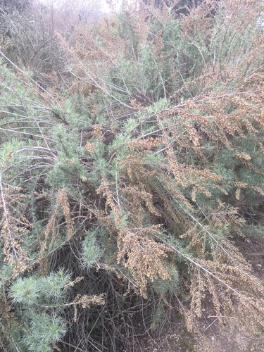 iNaturalist observation photo of California sagebrush