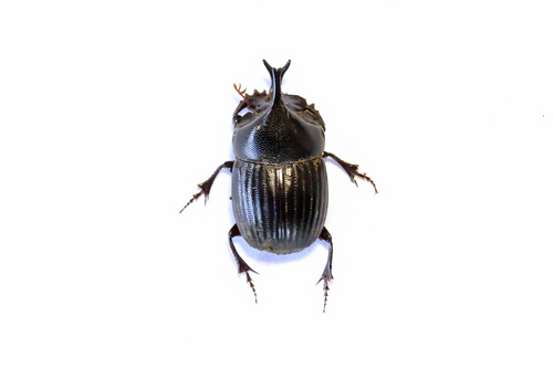 Xinidium dewitzi