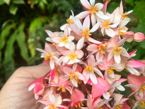 Begonia opuliflora