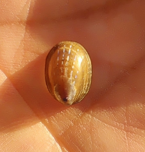 Patella pellucida