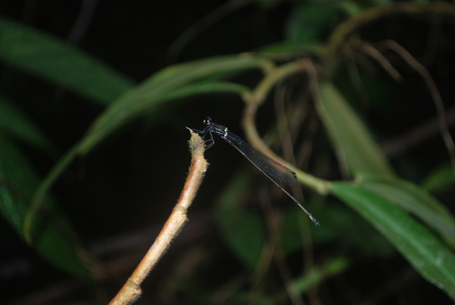 Risiocnemis atripes