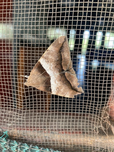 Lienard's Achaea