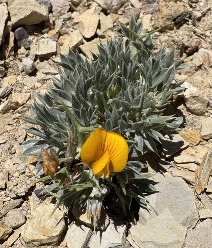 Adesmia acuta
