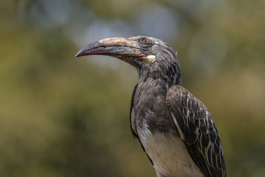 Hemprich's Hornbill (Lophoceros hemprichii) photo