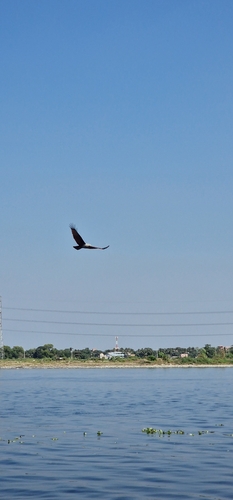 Brahminy Kite
