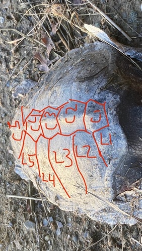 Kemp's Ridley Sea Turtle observed by ajtepper92