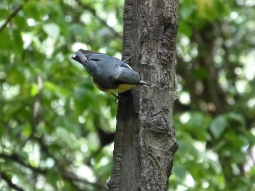 Chestnut-vented Nuthatch
