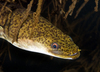 Australian Long-finned Eel - Photo (c) Rudolf Svensen, all rights reserved, uploaded by Rudolf Svensen