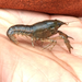 Sabine Fencing Crayfish - Photo (c) GreenAmigo713_1111, all rights reserved, uploaded by GreenAmigo713_1111