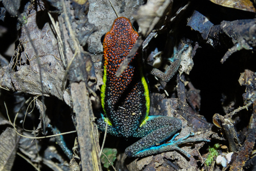 Manú Poison Frog