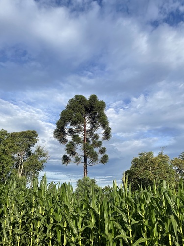 Paraná Araucaria
