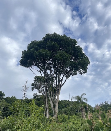 Brazilian coral tree