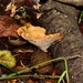 Blackfoot Polypore - Photo (c) Daniel Palmer, all rights reserved, uploaded by Daniel Palmer