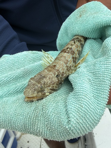 Synodus intermedius