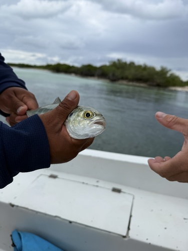 Caranx crysos