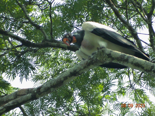 King Vulture