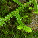 Selaginella denticulata - Photo (c) wojtest, todos los derechos reservados, subido por wojtest