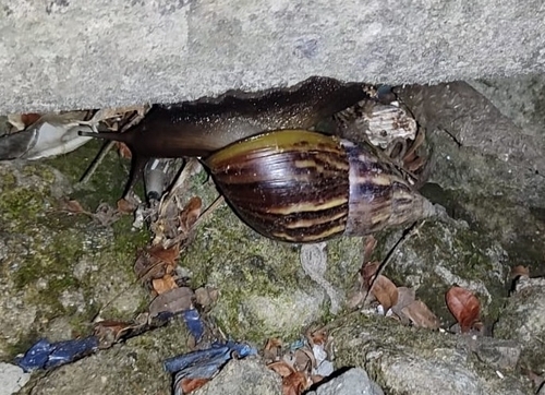 African Giant Snail