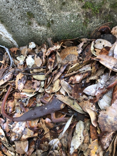 iNaturalist observation photo of Sierra Newt