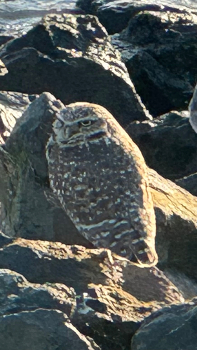 View observation of {o.common_name} on iNaturalist