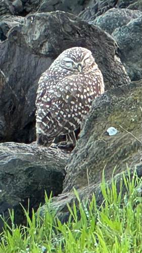 View observation of {o.common_name} on iNaturalist