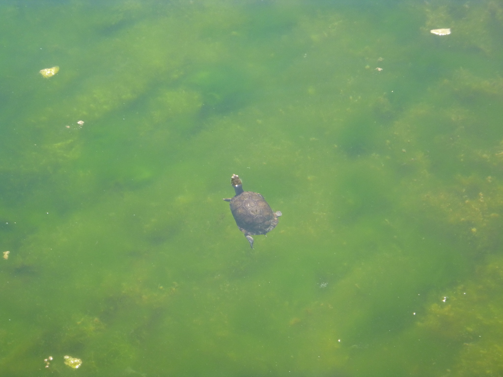 Aquatic Box Turtle in May 2013 by Eric Moody · iNaturalist