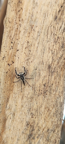 Gray Wall Jumping Spider