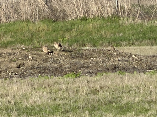 View observation of {o.common_name} on iNaturalist