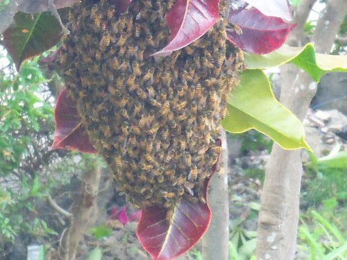 photo of Western Honey Bee (Apis mellifera)