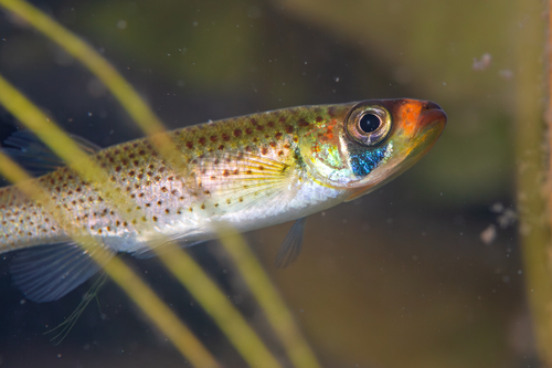 Fundulus escambiae