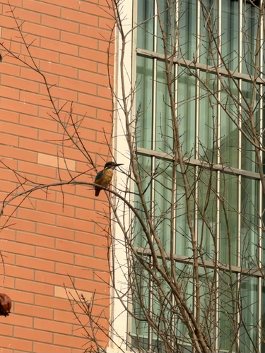 Common Kingfisher