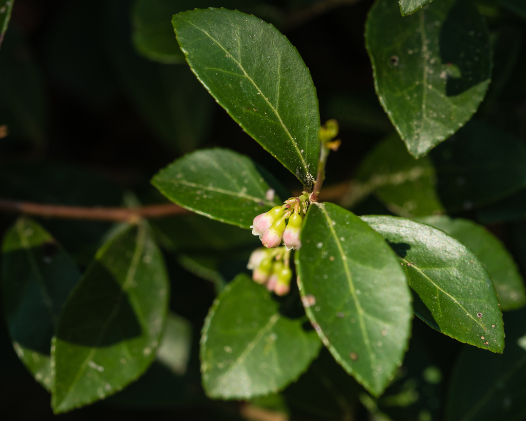 Vaccinium crassifolium sempervirens from , South Carolina, United ...