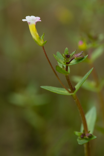 granite hedgehyssop (Gratiola graniticola)