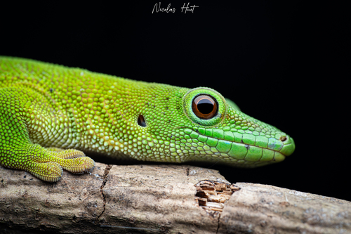 Madagascar Giant Day Gecko