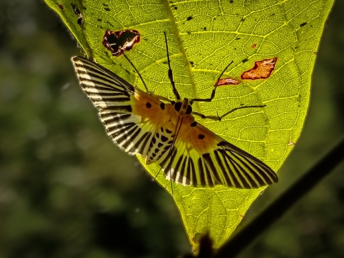 Nevrina procopia