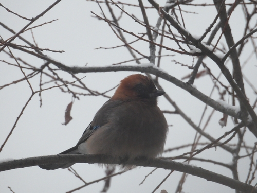 Eurasian Jay