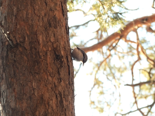 Eurasian Nuthatch