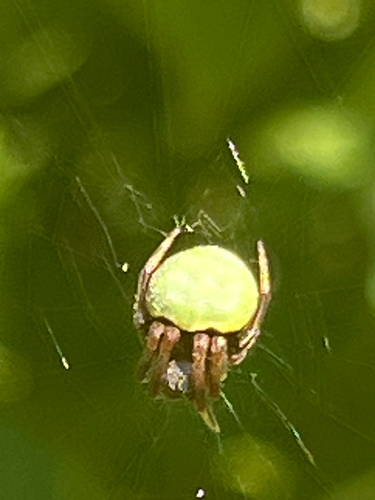 Green-pea Spider