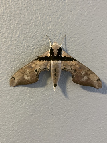 Pink Hawkmoth