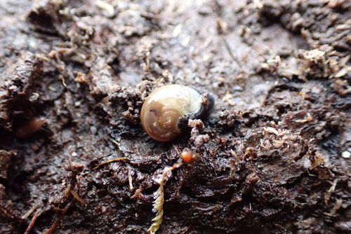 Phenacolimax major