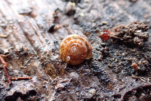 Gonyodiscus rotundatus