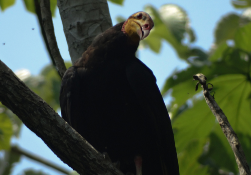 Greater Yellow-headed Vulture