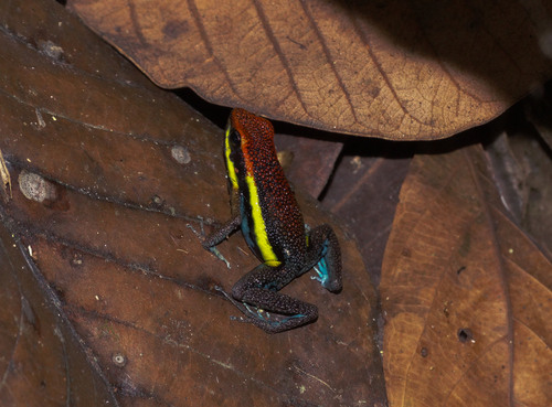 Manú Poison Frog
