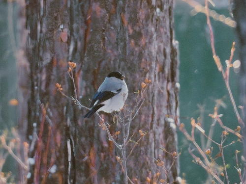 Baikal Bullfinch